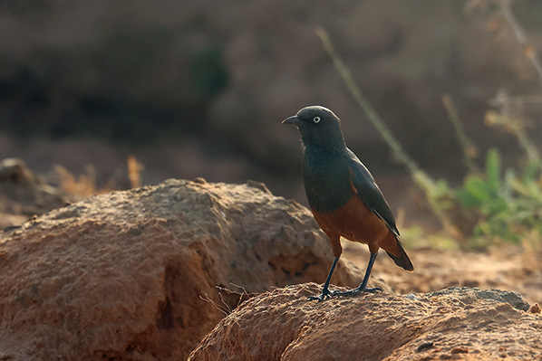 Chestnut-bellied Starling